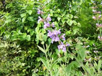 AT 09 SALVIA - SALVIA OFFICINALIS