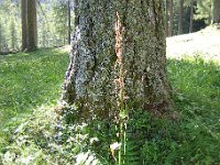 FT 01 ACETOSA - RUMEX ACETOSA poligonacee