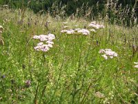 FT 03ACHILLEA - ACHILLEA MILLEFOLIUM