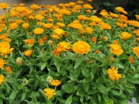 FT 10 CALENDULA - CALENDULA OFFICINALIS 1