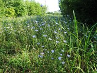 FT 13 CICORIA SELVATICA - CICHORIUM INTYBUS 1 Composite