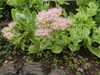 FT 17 SEDUM SPECTABILE - SEDUM TELEPHIUM - ERBA DI S. GIOVANNI