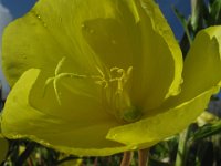 FT 18 ENOTERA COMUNE - OENOTHERA BIENNIS - Copia