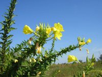 FT 18 ENOTERA COMUNE - OENOTHERA BIENNIS - ENAGRA 2