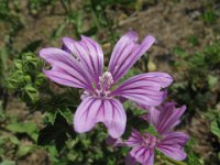 FT 24 MALVA SILVESTRIS