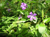 FT 31 PERVINCA - VINCA MINOR Apocynacee a-g