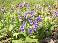 FT 33 POLMONARIA - PULMONARIA OFFICINALIS 2