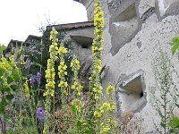 FT 39 VERBASCO - VERBASCUM THAPSUS 1