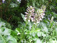 FT 41 ACANTO - ACANTHUS MOLLIS