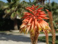 FT 43 ALOE ARBORESCENS