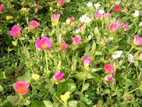 FT 48 PORTULACA  OLERACEA