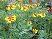 FT 49 TAGETE - TAGETES LUCIDA