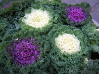 FT 50 CAVOLO ORNAMENTALE - BRASSICA OLERACEA