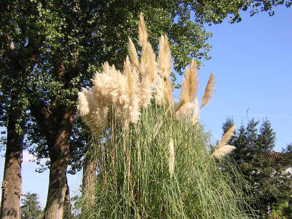 CORTADERIA ARGENTEA - GYNEREUM ARGENTEUM