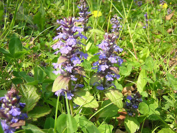 BUGOLA - AJUGA REPTANS