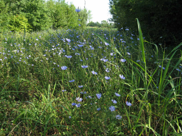 CICORIA SELVATICA - CICHORIUM INTYBUS