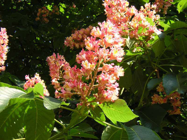 IPPOCASTANO ROSA - AESCULUS CARNEA .