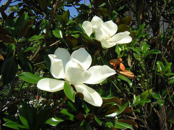 Magnolia [1999]