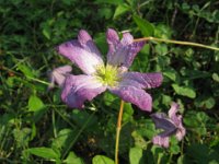 CLEMATIDE VITICELLA - CLEMATIS