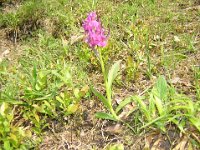 ORCHIDEA - SAMBUCINA ROSA  orchidacee