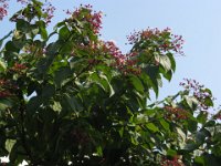 CLERODENDRO - CLERODENDRUM TRICHOTOMUM 1