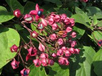 CLERODENDRO - CLERODENDRUM TRICHOTOMUM 2