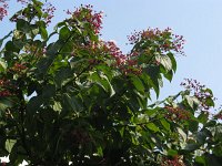 CLERODENDRO