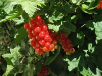 RIBES ROSSO - RIBES RUBRUM